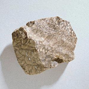 Chlorellopsis coloniata (Eocene)