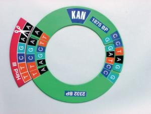 Recombinant DNA Manipulative