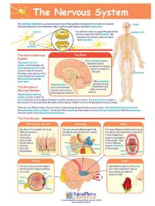 Game nervous system LC-GR 6-9