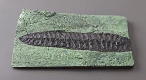 <i>Charniodiscus concentricus</i> (Precambrian)