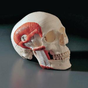 3B Scientific® Functional Muscular Skull