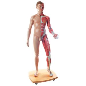 3B Scientific® Life Size Dual Sex Figure