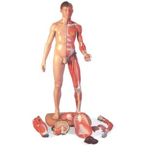 3B Scientific® Life Size Dual Sex Figure