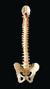 3B Scientific® Flexible Vertebral Column