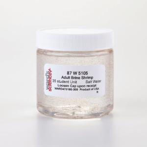 Ward's® Live Adult Brine Shrimp (<i>Artemia sp.</i>)