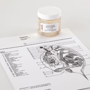 Ward's® Live Water Fleas (<i>Daphnia magna</i>)