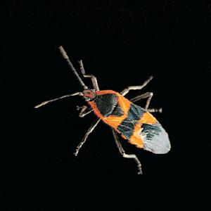 Ward's® Live Milkweed Bugs and Eggs (Oncopeltus fasciatus. )