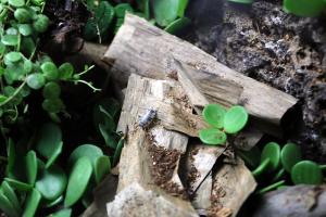 Isopods on banana leaves