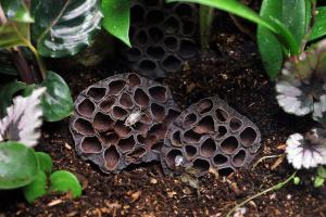 Isopods on lotus pods