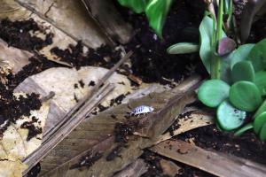 Isopods on leaf litter