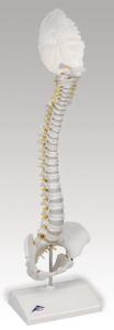 3B Scientific® BONElike™ Childs Vertebral Column