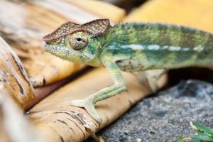 Chameleon on banana leaves