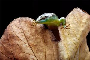 Skink on leaf litter