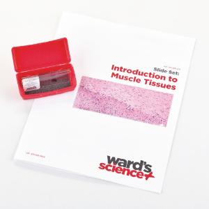 Introductory Muscle Tissues Slide Set