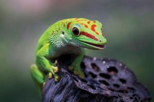 Gecko on lotus pod