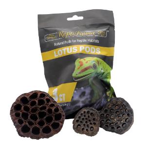 Lotus pods