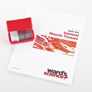 General Muscle Tissues Slide Set