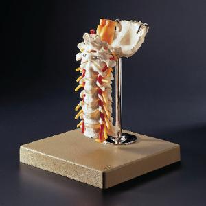 Somso® Neck Vertebrae