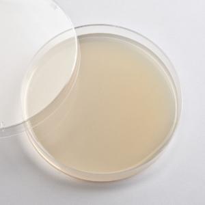 Ward's® Prepared Sordaria Mating Agar