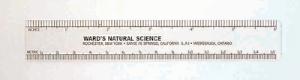 Ward's® Ruler, 6"