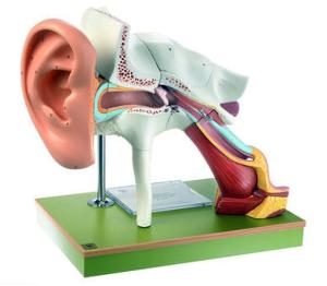 Somso® Auditory System Model