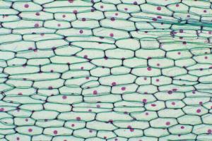 <i>Allium</i>, Epidermis Slide