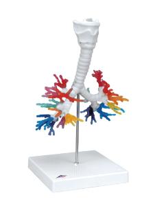 3B Scientific® Larynx And Bronchial Tree