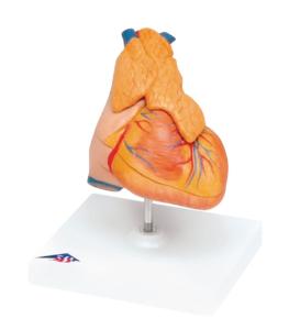 3B Scientific® Classic Heart With Thymus