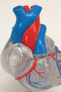 3B Scientific® Heart With Conducting System