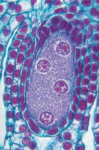 <i>Lilium</i> Ovary, First Four-Nucleate Embryo Sac Slide