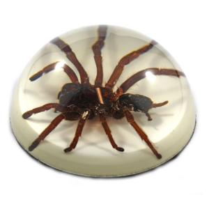 Tarantula Paper Weight, ED Speldy East Co. Ltd.