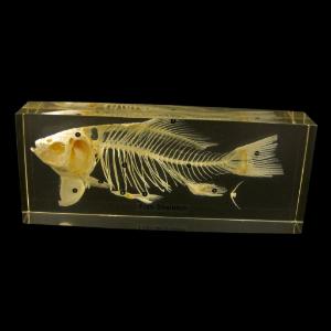 Fish Skeleton