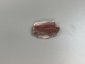 Fossil petrified wood