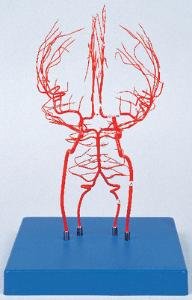 Arteries of the Brain Model