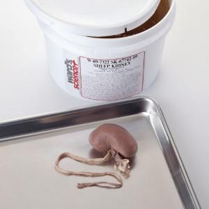 Preserved Sheep Kidney