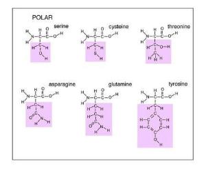 Amino Acids, Set of 20