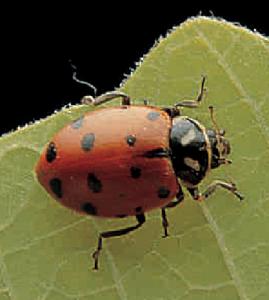 Ward's® Live Ladybug Adults