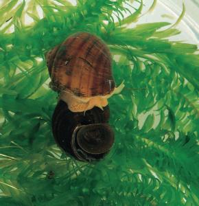 Live Mystery Snail