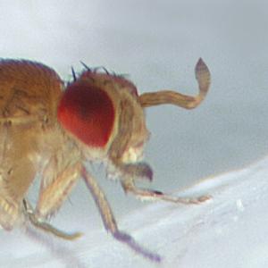 Ward's® Live <i>Drosophila melanogaster</i> - Chromosome III Mutants