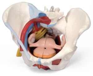 3B Scientific® Female Pelvis Models