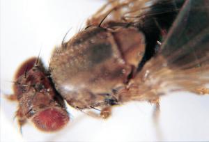 Drosophila virilis