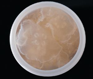 Preserved Common Jellyfish