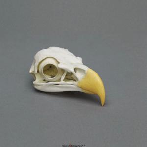 Bald Eagle Skull