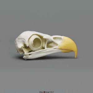 Bald Eagle Skull