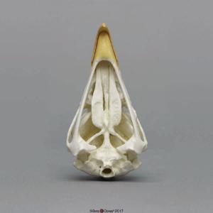 Bald Eagle Skull