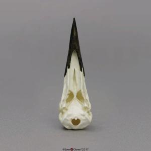 Pileated Woodpecker Skull