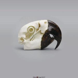 Hyacinth Macaw Skull