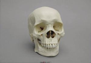 Human Male African Skull