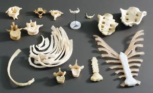 Somso® Individual Human Bones