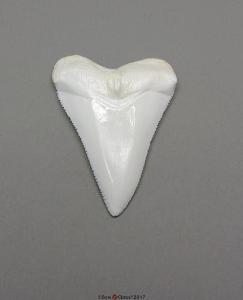 Great White Shark Tooth